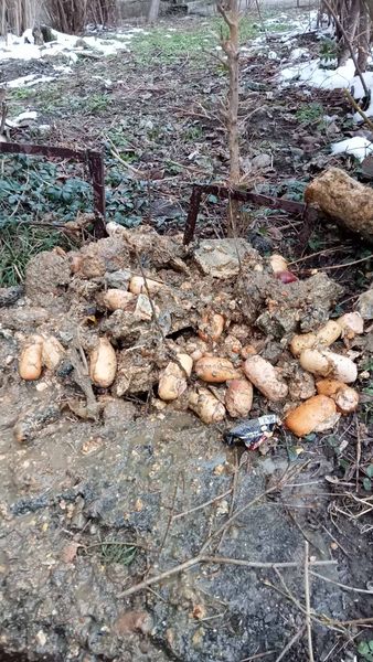 Новости Днепра про Чего только не находят коммунальщики: во Франковске канализацию забило сардельками