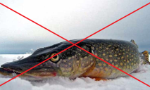 Штраф 3 468 грн за рибину: в Україні вперше вводять повну заборону на вилов щуки