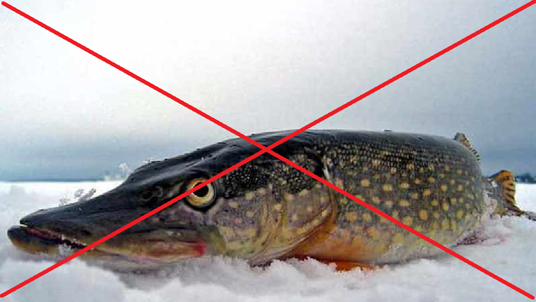 Новости Днепра про Штраф 3 468 грн за рибину: в Україні вперше вводять повну заборону на вилов щуки