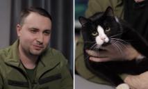 Знає більше державних таємниць, ніж будь-хто: Буданов показав кота Гюнтера, який “працює” у ГУР