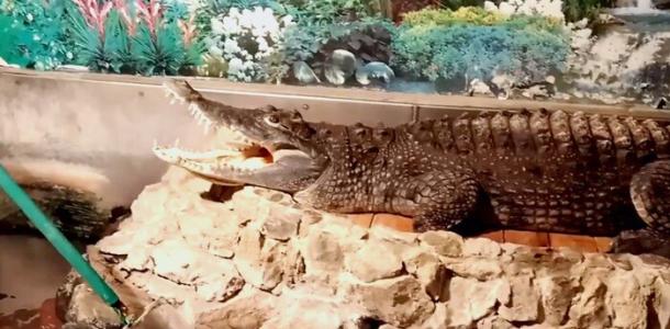 Пытались не сварить: как в Днепре во время блекаута спасали крокодила Гену и тропических рыб