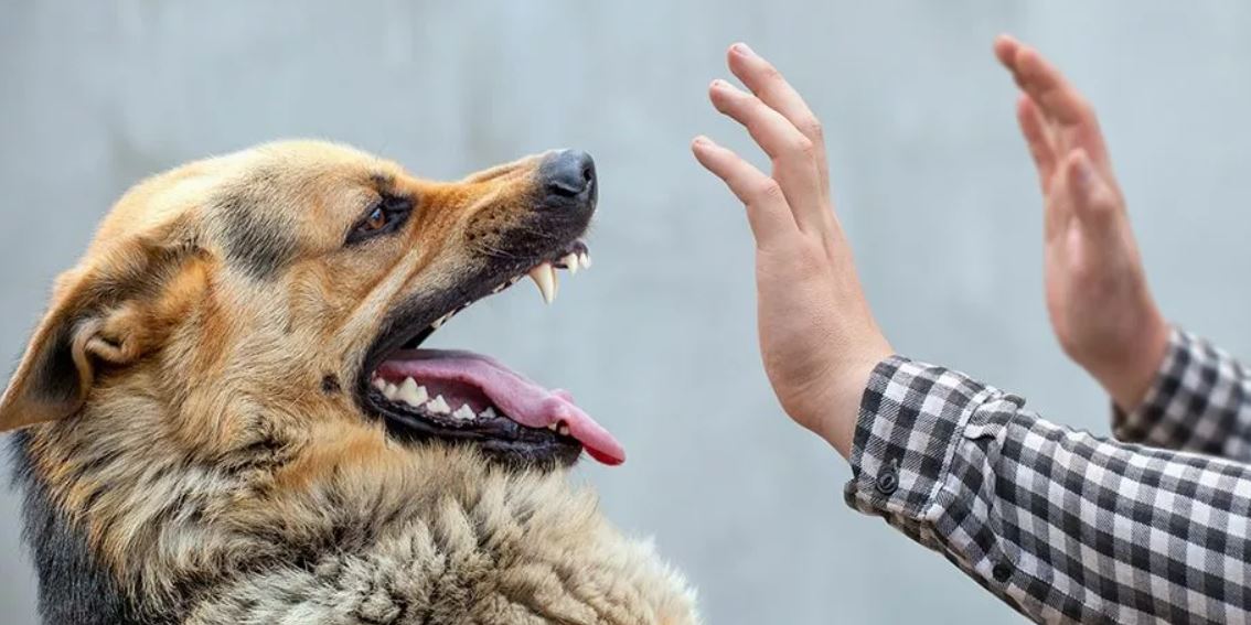 Новости Днепра про На Дніпропетровщині хвора на сказ собака вкусила чоловіка
