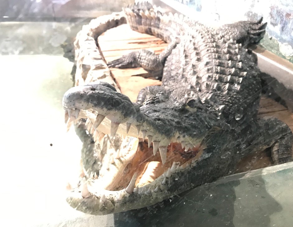 Новости Днепра про Пытались не сварить: как в Днепре во время блекаута спасали крокодила Гену и тропических рыб