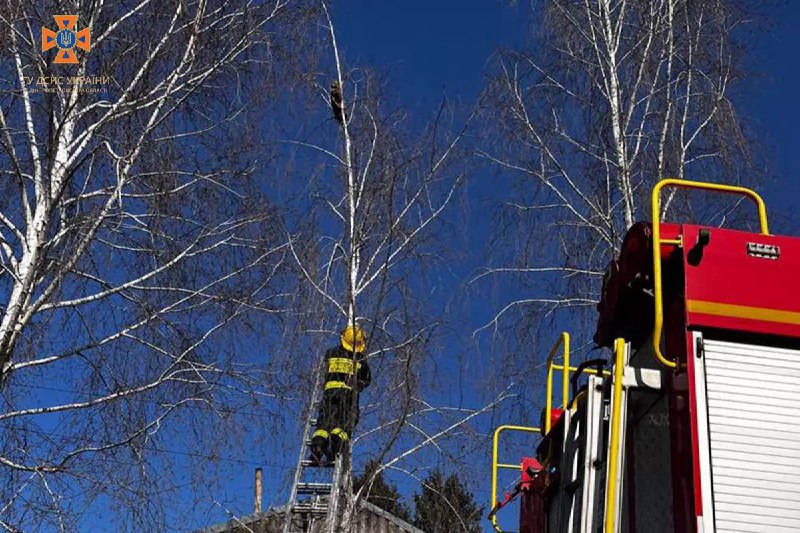 Новости Днепра про Залез на 9-метровую высоту: в Днепре спасатели сняли с дерева пушистика