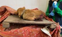 На Днепропетровщине после вражеских обстрелов из-под завалов спасли раненых животных (ФОТО)