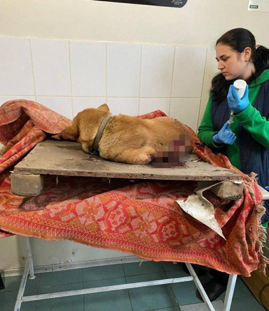 Новости Днепра про На Днепропетровщине после вражеских обстрелов из-под завалов спасли раненых животных (ФОТО)