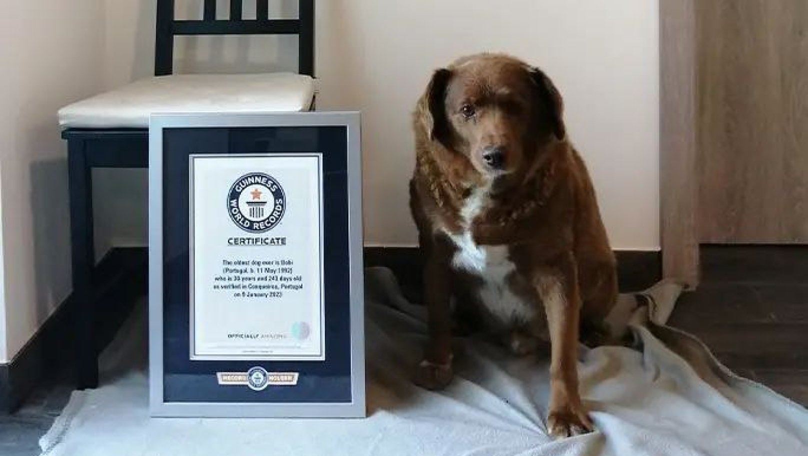 Новости Днепра про Встановив рекорд Гіннеса: у Португалії живе найстарший пес у світі