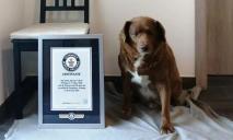Установил рекорд Гиннеса: в Португалии живет старейший пес в мире