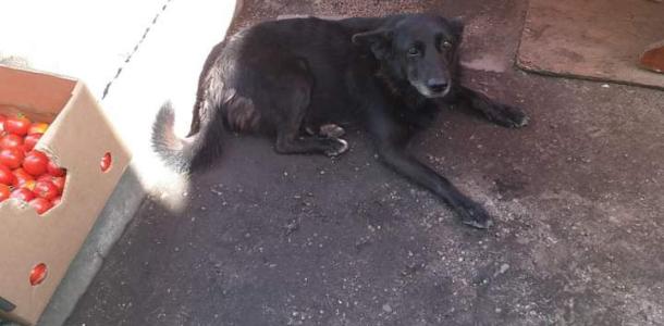В Днепре отравили собаку-талисман целого микрорайона: Жюлю спасают