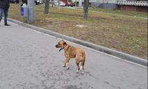 Растерянно бегает на улице: в Днепре после ночных взрывов на Победе потерялся пес
