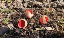 Схожі на ягоди: на Дніпропетровщині помітили дивакуваті їстівні гриби