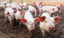 В поселке неподалеку от Днепра зафиксировали вспышку африканской чумы свиней