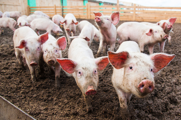 Новости Днепра про В поселке неподалеку от Днепра зафиксировали вспышку африканской чумы свиней