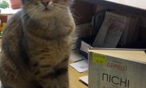Районная знаменитость: в Днепре библиотекой «руководит» кошка