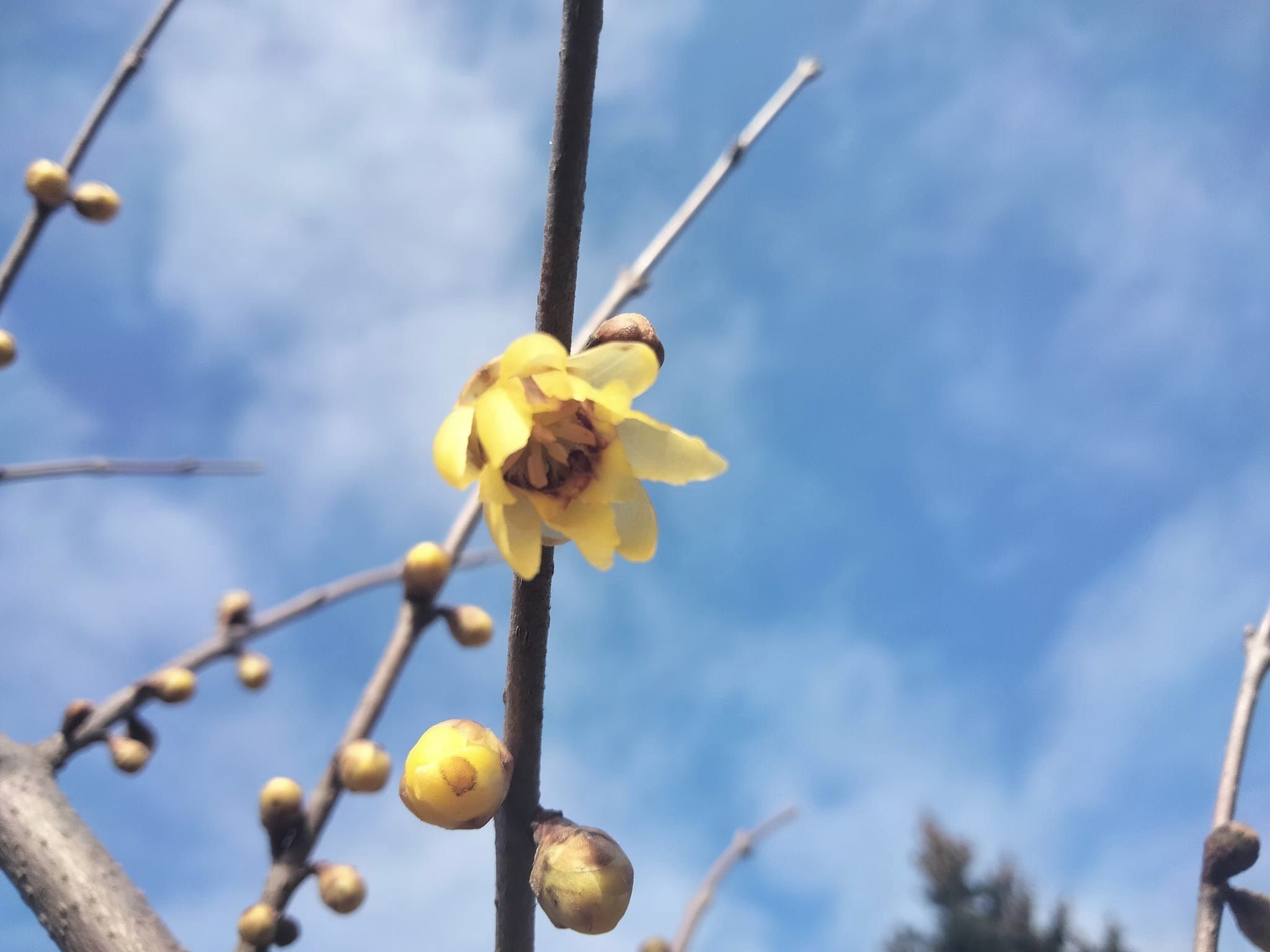Новости Днепра про В первый день весны в ботсаду Днепра цветут кусты 