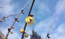У перший день весни в ботсаду Дніпра квітнуть кущі “відьомського горіху” та хімонанту (ФОТО)