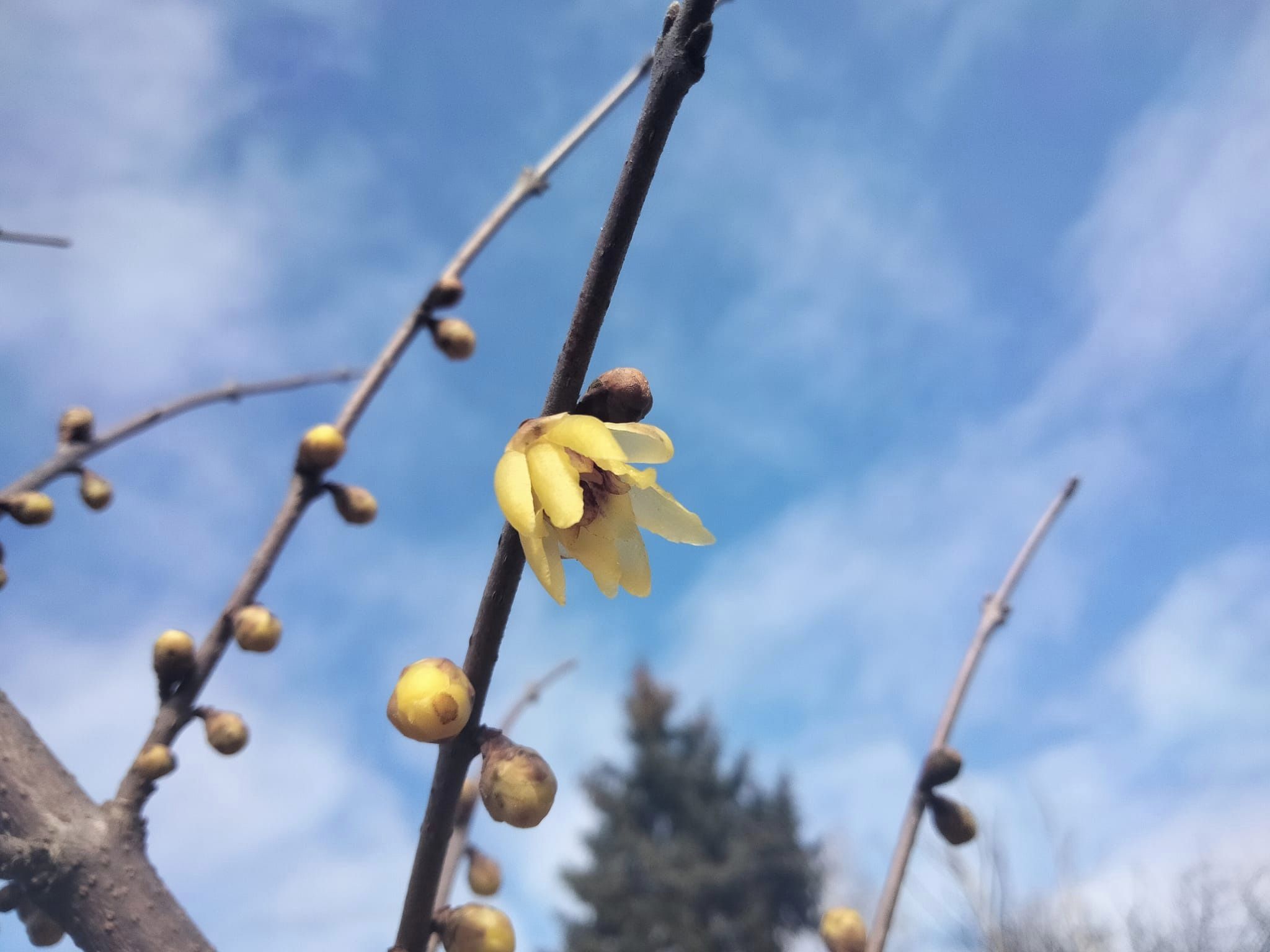 Новости Днепра про В первый день весны в ботсаду Днепра цветут кусты 