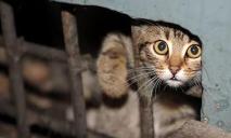 Нашли только останки: на Днепропетровщине в подвале гимназии замуровали кошек