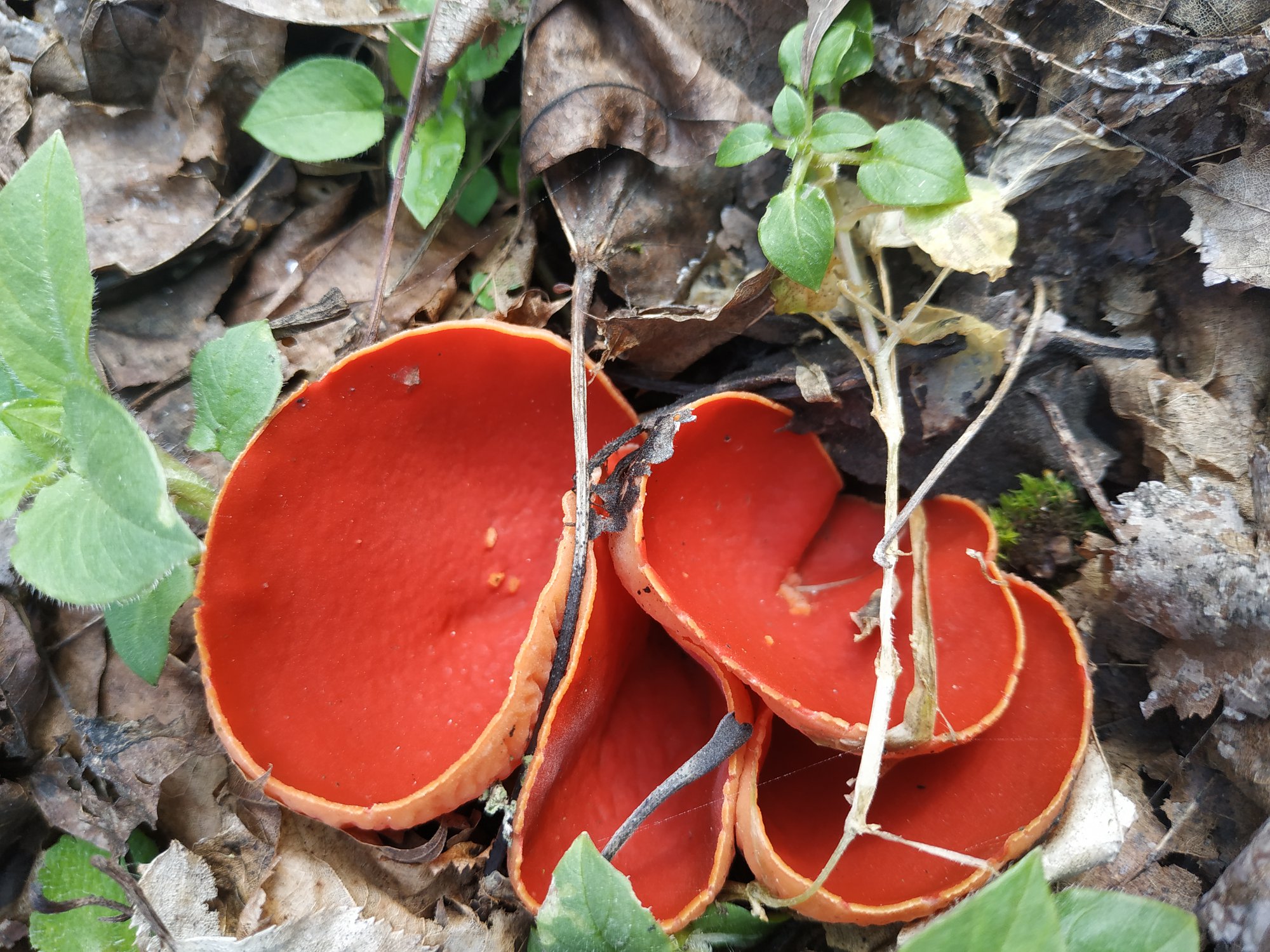 Новости Днепра про Схожі на ягоди: на Дніпропетровщині помітили дивакуваті їстівні гриби