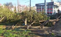 Навіть не забрали на дрова: у Кривому Розі вандали вирубали десяток здорових дерев і втекли