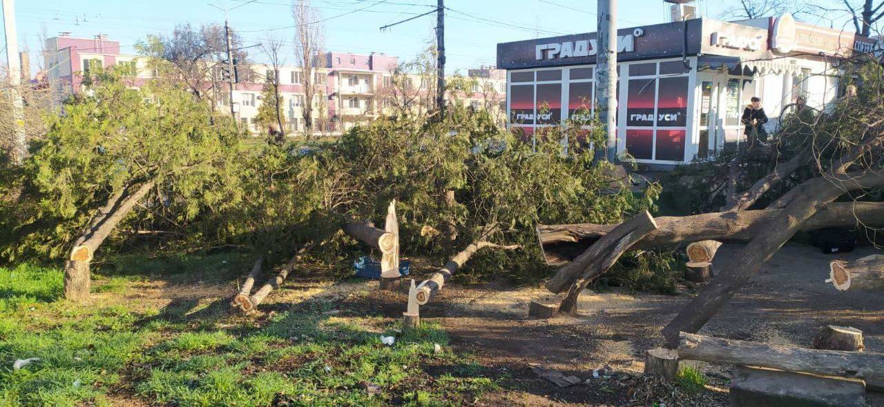 Новости Днепра про Даже не забрали на дрова: в Кривом Роге вандалы вырубили десяток здоровых деревьев и скрылись