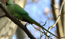 Тропические гости: в Черновцах поселилась стая африканских зеленых попугаев