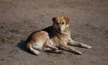Власникам Тузиків на замітку: у Дніпрі будуть безкоштовно стерилізувати хатніх безпородних собак