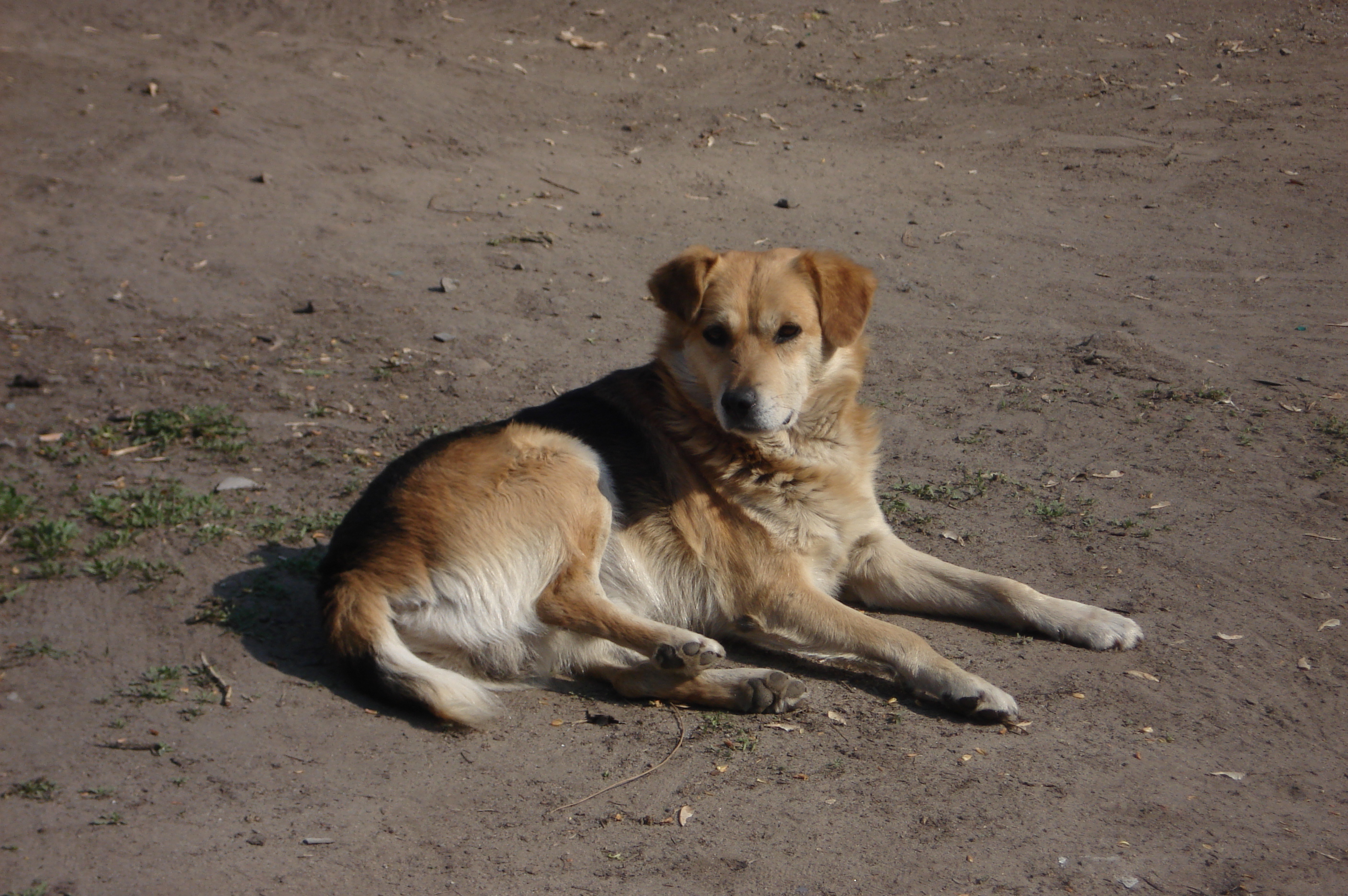 Новости Днепра про Власникам Тузиків на замітку: у Дніпрі будуть безкоштовно стерилізувати хатніх безпородних собак