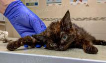 Відірвали лапку: у Дніпрі допомоги потребує кошеня Брауні над яким познущалися люди