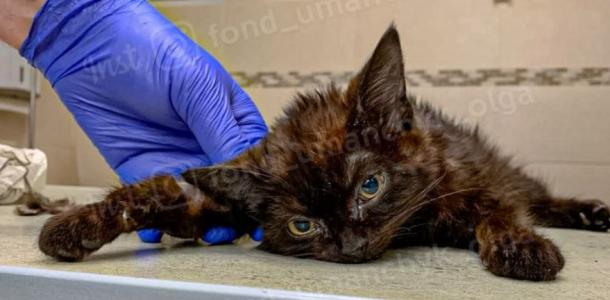 Оторвали лапку: в Днепре в помощи нуждается котенок Брауни, над которым поиздевались люди