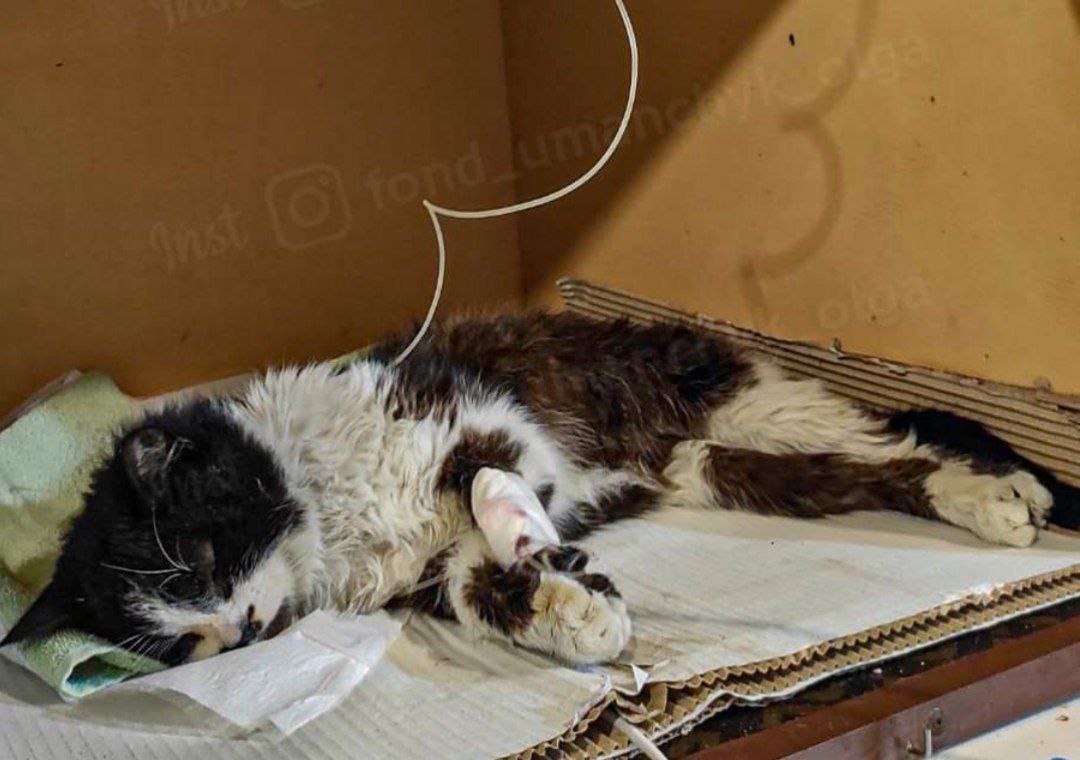 Новости Днепра про Пуля повредила позвоночник: в Днепре в помощи нуждается котик Черныш, в которого стреляли