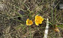 Ось і весна: у Дніпрі на набережній розквітли тисячі крокусів (ФОТО)