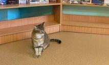 Районна знаменитість: у Дніпрі бібліотекою “керує” кішка