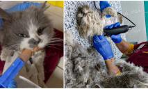 Перебито все тело: в Днепре в помощи нуждается котик Кактус, которого жестоко избили палкой