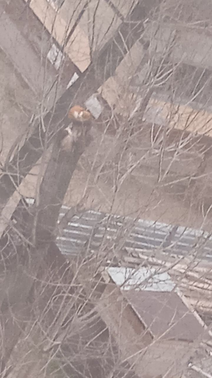 Новости Днепра про Мяукал на всю улицу: в Днепре кот несколько дней просидел на дереве