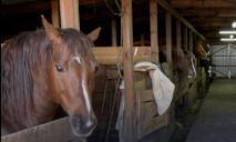 У Дніпрі рятують коней-біженців з Харківщини, яких хотіли з’їсти росіяни