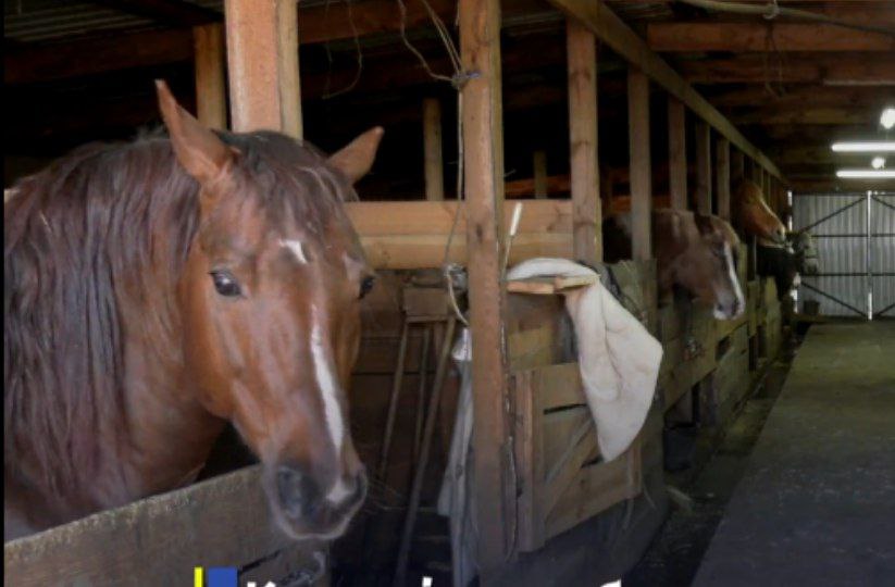 Новости Днепра про У Дніпрі рятують коней-біженців з Харківщини, яких хотіли з'їсти росіяни
