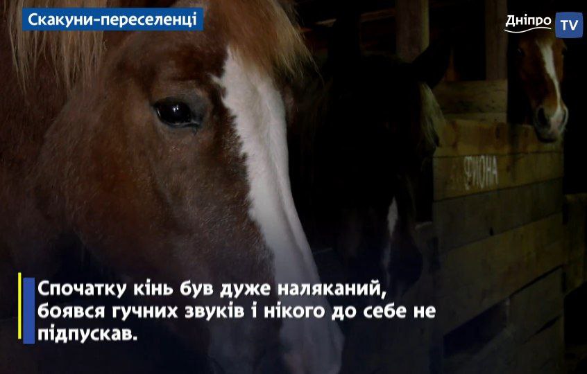 Новости Днепра про В Днепре спасают лошадей-беженцев из Харьковщины, которых хотели съесть россияне