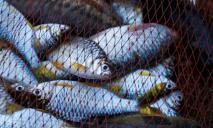 На Дніпропетровщині заборонять промисловий вилов риби: подробиці