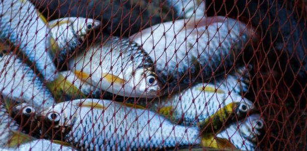На Днепропетровщине запретят промышленный вылов рыбы: подробности