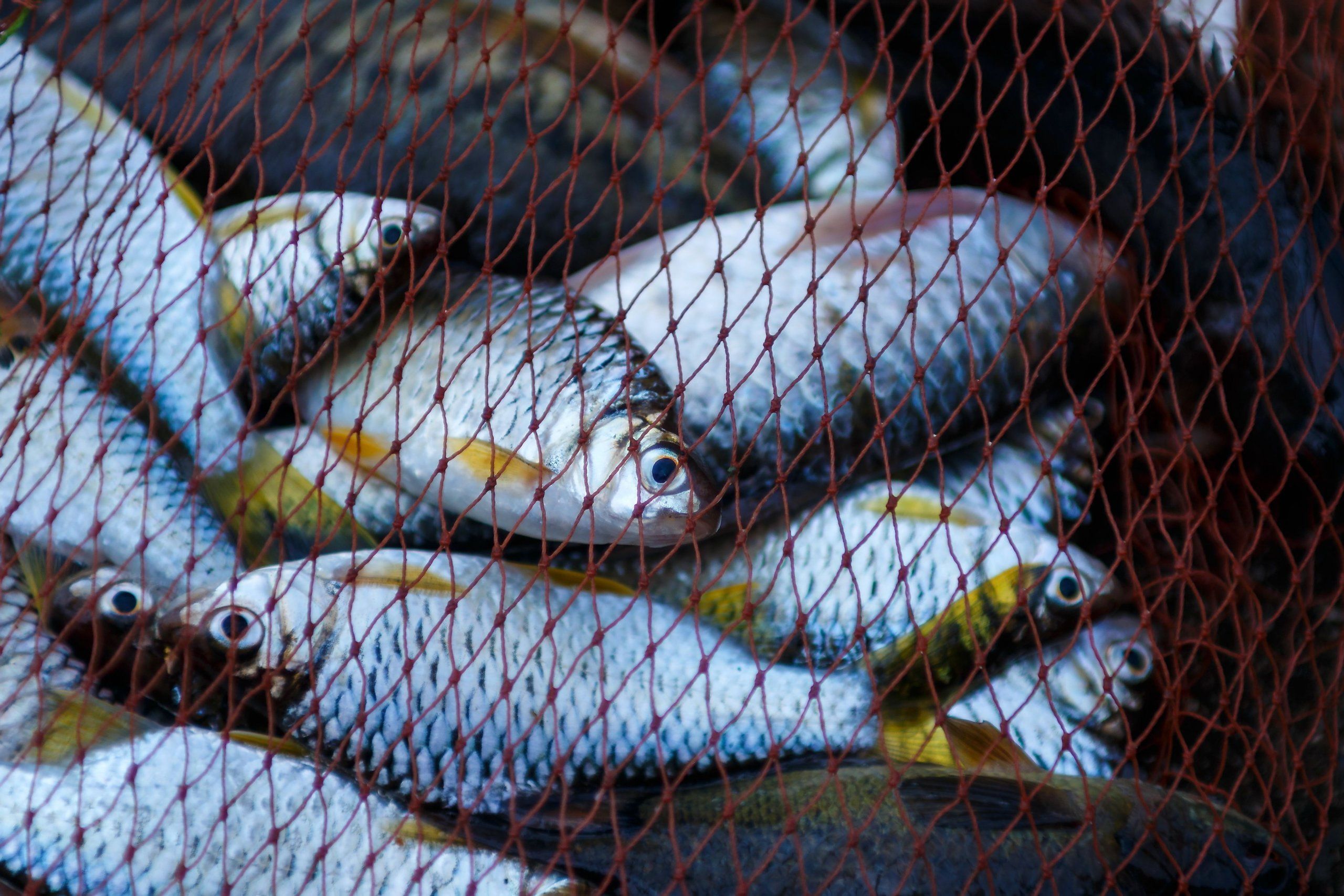 Новости Днепра про На Дніпропетровщині заборонять промисловий вилов риби: подробиці