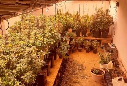 На Днепропетровщине мужчина оборудовал теплицы для выращивания марихуаны: у него изъяли 351 куст конопли и 1,5 кг каннабиса