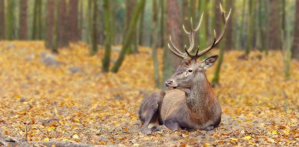 Можно встретить благородного оленя: на Днепропетровщине из-за войны стало больше диких животных