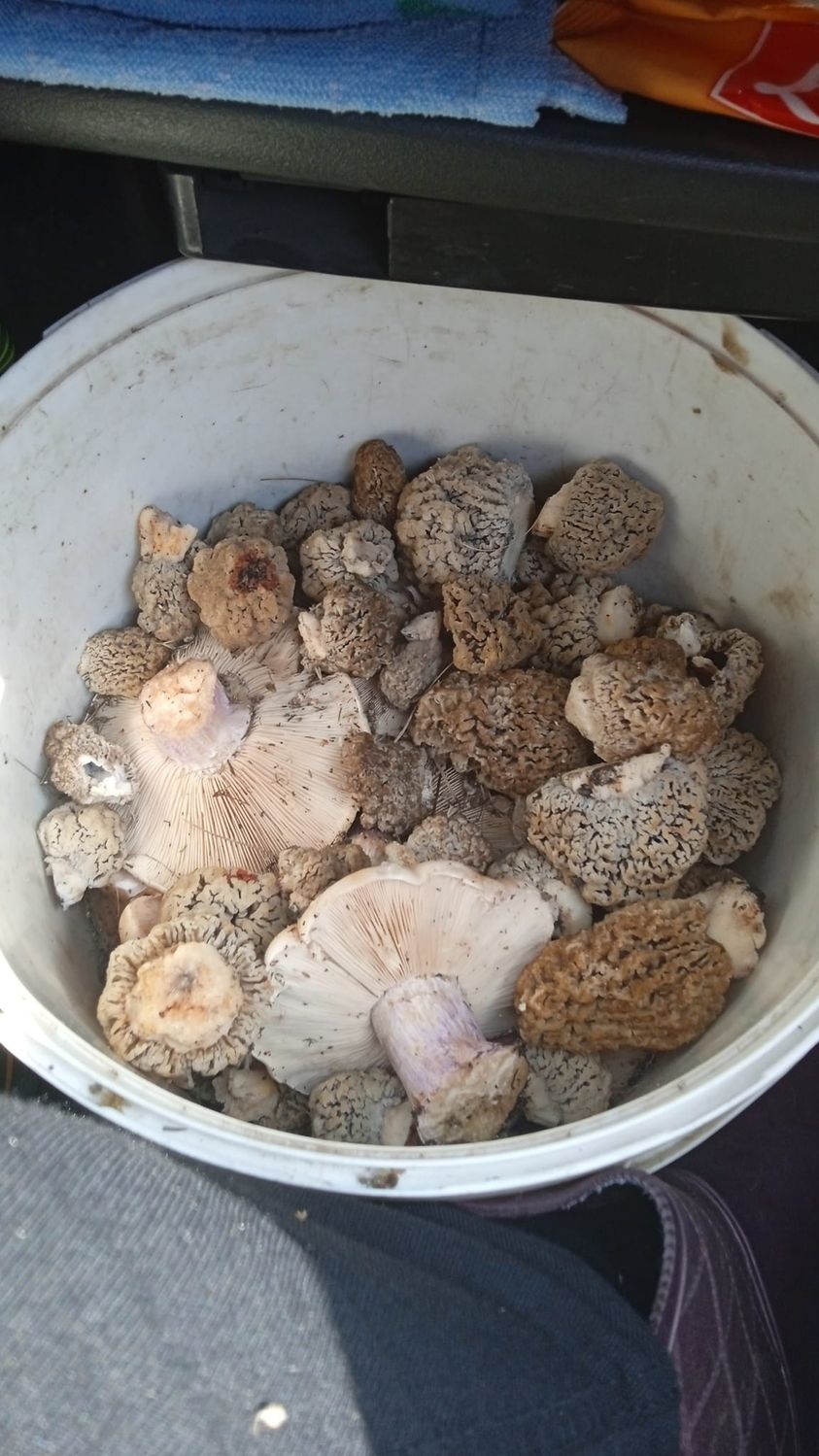 Новости Днепра про Такого не бывает: в Днепропетровской области нашли ранние грибы-синеножки (ФОТО)