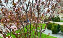 Сезон сакуры в Днепре: ТОП-5 локаций, где можно увидеть и сфотографировать розовые деревья (ФОТО)