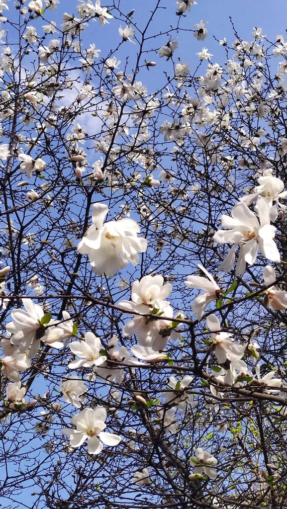 Новости Днепра про Весна перемогла: у Дніпрі зацвіли перші білі магнолії (ФОТО)