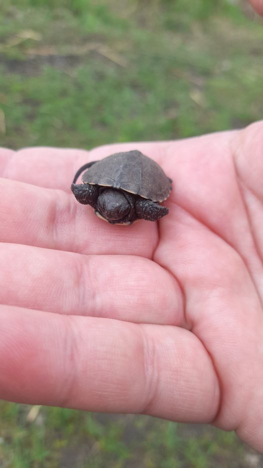 Новости Днепра про В Днепре посреди дороги нашли детеныша краснокнижной черепахи (ФОТО)