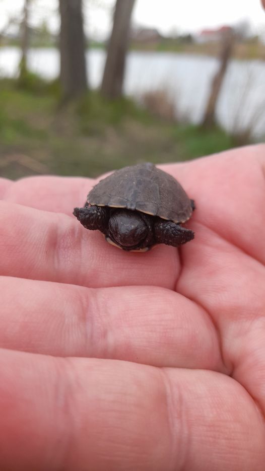 Новости Днепра про В Днепре посреди дороги нашли детеныша краснокнижной черепахи (ФОТО)