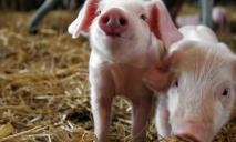 У Дніпропетровській області підтвердили випадки чуми свиней та сказу в котів