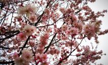 На Набережной Победы расцветают десятки сакур (ФОТО)